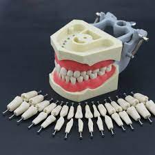 api typhodont teeth set with screw